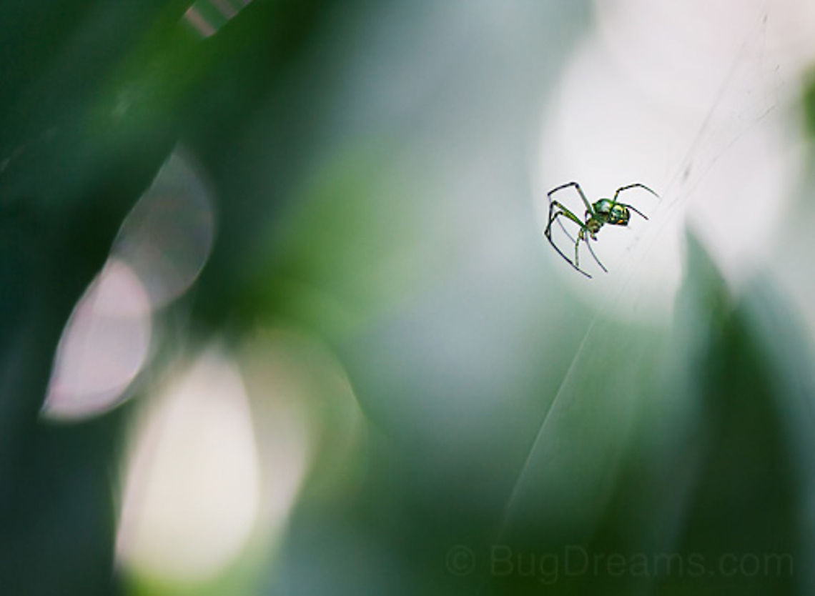 Crystalline Ruler | Orchard Orbweaver spider Ruler of a crystalline empire of light, <br />
an almost translucent spider reigns over its small world.<br />
<br />
Original Post: <a href="http://www.bugdreams.com/archives/crystalline-ruler/" rel="nofollow">http://www.bugdreams.com/archives/crystalline-ruler/</a> Araneae,Leucauge venusta,Macro,Orchard Orbweaver,Orchard spider,arachnid,invertebrates,web
