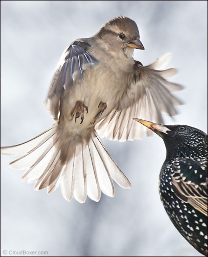 The Immigrant Debate - Passer domesticus | Sturnus vulgaris A energetic songbird makes a noisy show<br />
of its disapproval with an interloping starling,<br />
a frontal assault on the open border policy of my backyard,<br />
soon to take a sharp turn toward the unruly.<br />
<br />
Original Post: <a href="http://www.bugdreams.com/archives/immigrant-debate/" rel="nofollow">http://www.bugdreams.com/archives/immigrant-debate/</a> Birds,Common Starling,Flight,House sparrow,Starlings,Sturnus vulgaris,songbird