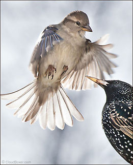 The Immigrant Debate - Passer domesticus | Sturnus vulgaris A energetic songbird makes a noisy show
of its disapproval with an interloping starling,
a frontal assault on the open border policy of my backyard,
soon to take a sharp turn toward the unruly.

Original Post: http://www.bugdreams.com/archives/immigrant-debate/ Birds,Common Starling,Flight,House sparrow,Starlings,Sturnus vulgaris,songbird