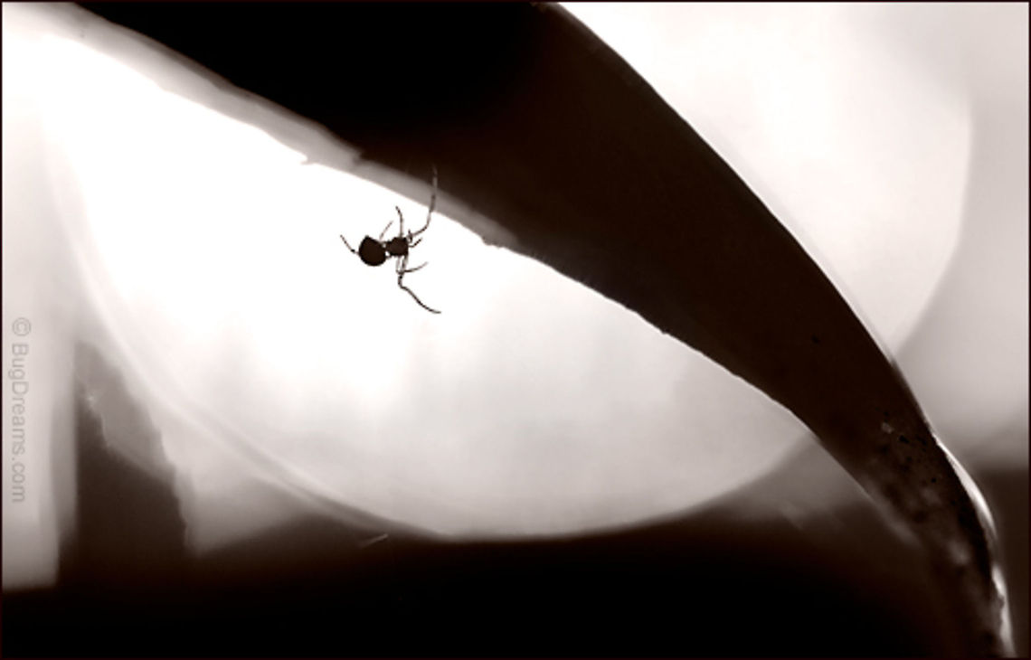 Queen of an Alien Laboratory - Orbweaver spider The Grand Canyon? Barsoom? Pandora? Maybe.<br />
 <br />
No bigger than a moonlet,<br />
Queen of an alien laboratory for spontaneous choreography,<br />
a spider squares the circle at the labyrinth’s center.<br />
<br />
Original Post: <a href="http://www.bugdreams.com/archives/alien-queen/" rel="nofollow">http://www.bugdreams.com/archives/alien-queen/</a> Araneae,arachnid,invertebrates,macro,orbweaver spider