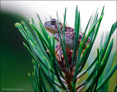Toad King | Bufo americanus An amphibian king has a secret dream life,
enthroned on a fir tree,
bored with routine Knot commotions,
royal life becomes almost unbearable.

Original Post: http://www.bugdreams.com/archives/amphibian-king/ American Toad,American toad,Anaxyrus americanus,Bufo americanus,amphibians,macro,pine needles