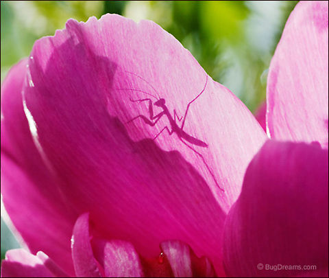 Shadow Dancer | Praying mantis Discarded long ago,
 a new beginning for a lost shadow,
 dancing like a ghost around each petal.

Original Post: http://www.bugdreams.com/archives/lost-shadow/ Mantodea,Tenodera aridifolia sinensis,flowers,insects,praying mantis,shadow