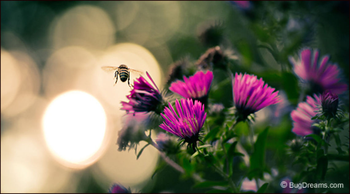 A Flower Party | Bee She went to a flower party,<br />
to reminisce with some old friends,<br />
her wobbly geometry taking down the sun.<br />
<br />
Original Post: <a href="http://www.bugdreams.com/archives/flower-party/" rel="nofollow">http://www.bugdreams.com/archives/flower-party/</a> Hymenoptera,aster,bee,flowers,sun,sunset