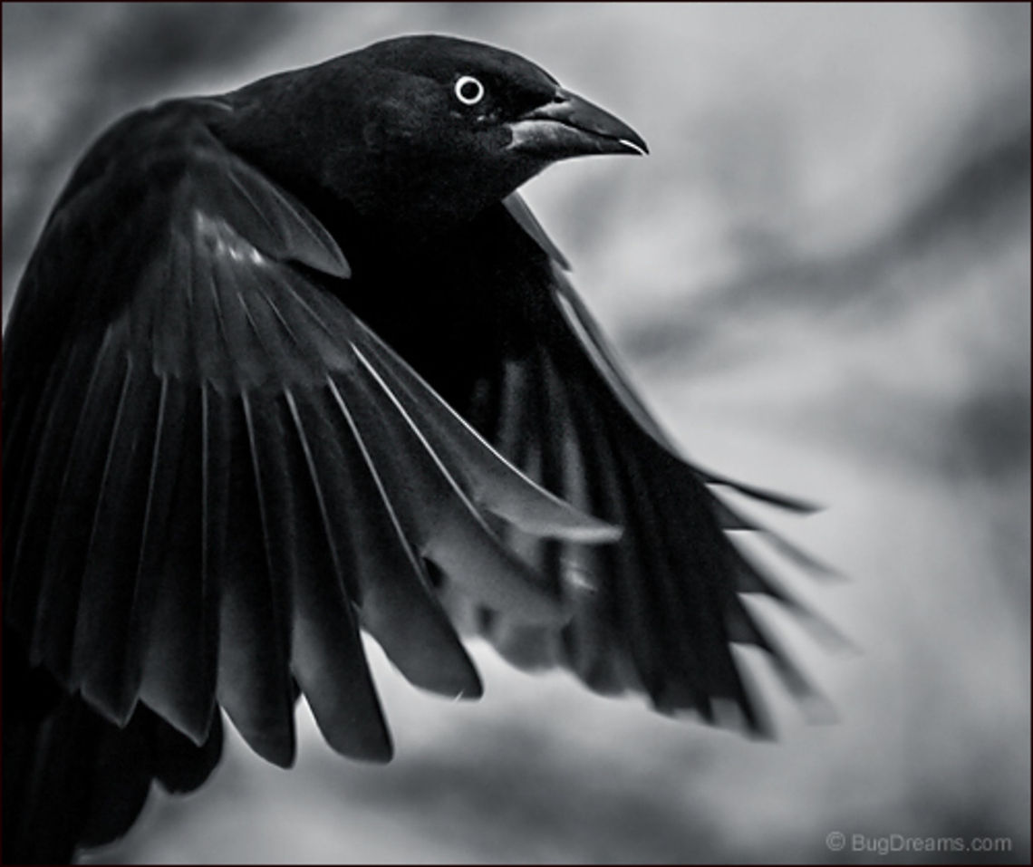 Tame the Wind | Quiscalus quiscula A grackle makes one last attempt to tame the wind.<br />
<br />
Wild Light Post: <a href="http://www.bugdreams.com/archives/tame-the-wind/" rel="nofollow">http://www.bugdreams.com/archives/tame-the-wind/</a> Common Grackle,Quiscalus quiscula,bird,flight,grackle,motion,wildlife,wings