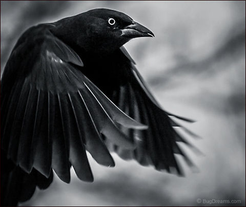 Tame the Wind | Quiscalus quiscula A grackle makes one last attempt to tame the wind.

Wild Light Post: http://www.bugdreams.com/archives/tame-the-wind/ Common Grackle,Quiscalus quiscula,bird,flight,grackle,motion,wildlife,wings