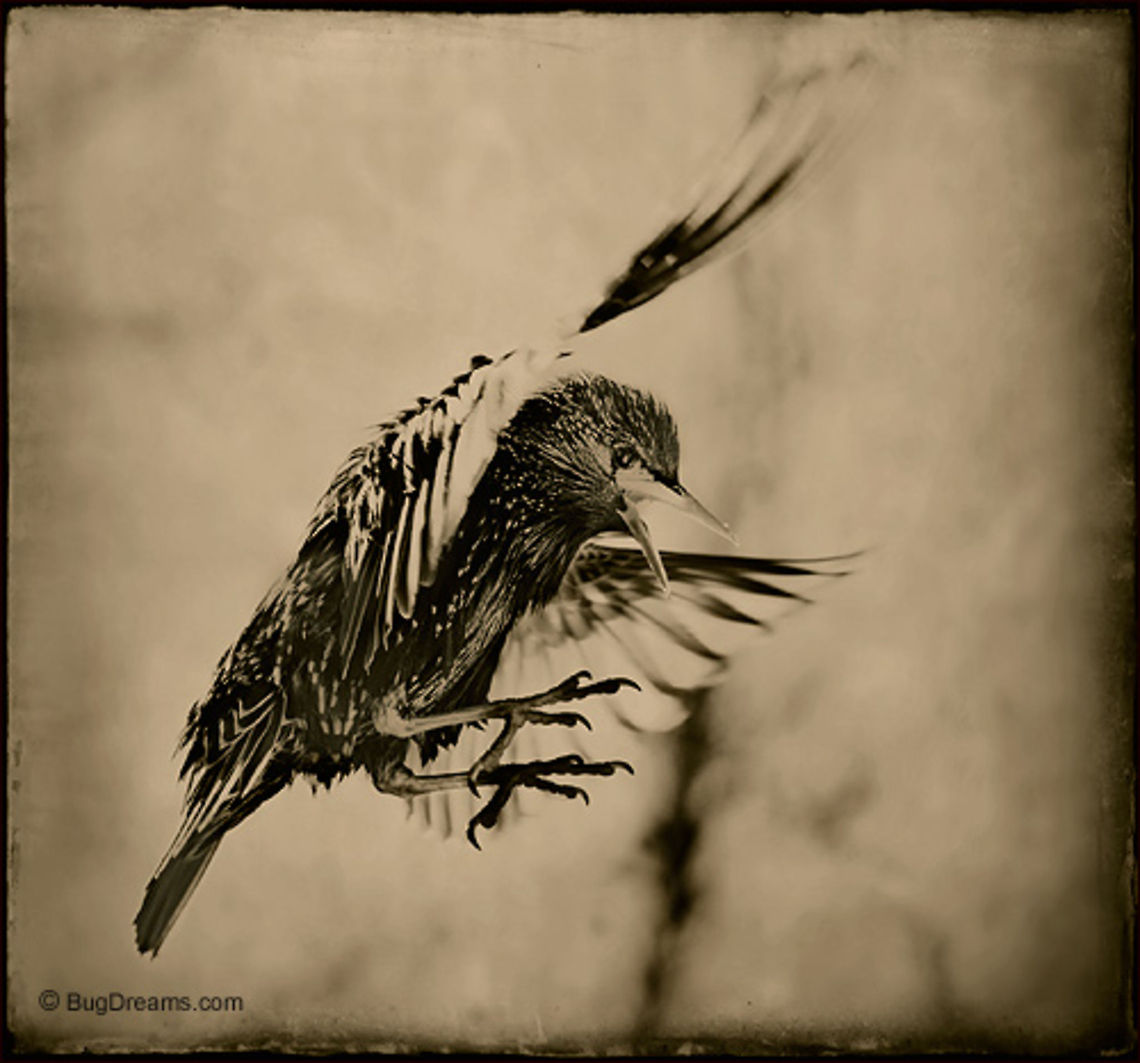 Shards & Arrows | Sturnus vulgaris Running out of seeds and patience,<br />
 a starling shatters into shards &amp; arrows. Birds,Common Starling,Flight,Starlings,Sturnus vulgaris,sturnus vulgaris