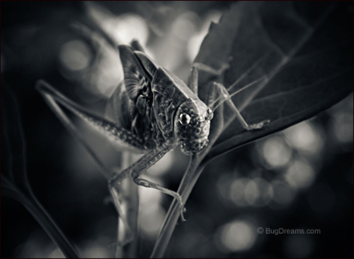 Still a Slave | Microcentrum rhombifolium A katydid begins a stream of misadventures,<br />
 still a slave to the spell of circles, more dangerous<br />
 than other suspects. Greater Angle-wing Katydid,Greater Anglewing Katydid,Microcentrum rhombifolium,Tettigoniidae,biodiversity,bush-cricket,insect,invertebrate,katydid,long-horned grasshopper,nature,wildlife