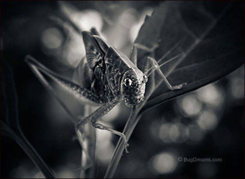 Still a Slave | Microcentrum rhombifolium A katydid begins a stream of misadventures,
 still a slave to the spell of circles, more dangerous
 than other suspects. Greater Angle-wing Katydid,Greater Anglewing Katydid,Microcentrum rhombifolium,Tettigoniidae,biodiversity,bush-cricket,insect,invertebrate,katydid,long-horned grasshopper,nature,wildlife