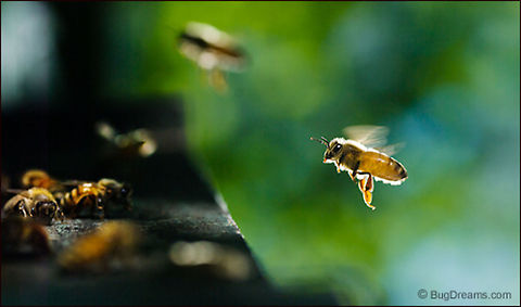 Backyard Beekeeping - Apis mellifera Backyard Beekeeping - Apis mellifera

3-story hive is up, bees are doing fine.
I'm a backyard beekeeper now.

How many backyard beekeepers are out there?
How many would like to be?

Original Post: http://www.bugdreams.com/archives/backyard-beekeeper/
 Apiformes,Apis mellifera,European Honey bee,Western honey bee(Apis mellifera),hive,honey,pollen