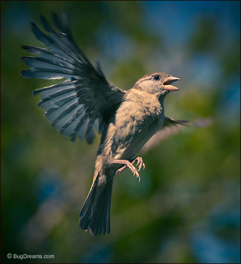 Restless | Passer domesticus  She plays with the breezes &amp; chases the light,<br />
 never coming to rest long enough for romance.<br />
<br />
Original Post: <a href="http://www.bugdreams.com/archives/restless/" rel="nofollow">http://www.bugdreams.com/archives/restless/</a> <br />
<br />
Wild Light - BugDreams.com Passer domesticus,Passeridae,birds,flight,songbird,sparrow