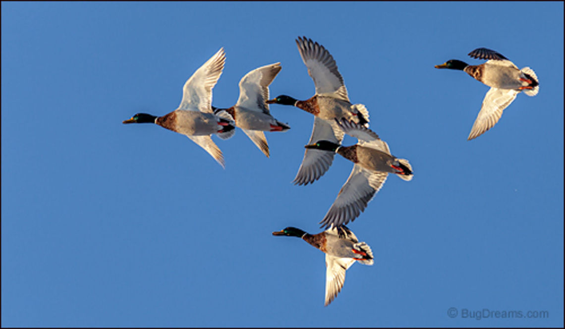 Golden Bullets | Anas platyrhynchos Late for a forgotten appointment with the sun,<br />
 mallards transform into golden bullets.<br />
<br />
Wild Light Post: <a href="http://www.bugdreams.com/archives/golden-bullets/" rel="nofollow">http://www.bugdreams.com/archives/golden-bullets/</a><br />
 Anas platyrhynchos,Mallard,bird,birds,blue,drake,duck,feathers,flight,hen,mallard,mallard duck,sky,wild duck,wings