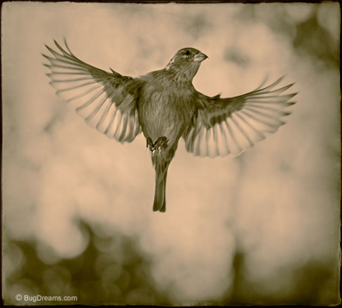 The Surveyor | Passer domesticus An unexpected encounter with the surveyor,<br />
 her unflinching eye transcribing ripples<br />
 in the wind into maps of forgotten skies.<br />
<br />
Original Post: <a href="http://www.bugdreams.com/archives/surveyor/" rel="nofollow">http://www.bugdreams.com/archives/surveyor/</a><br />
 House Sparrow,Passer domesticus,birds,flight,songbird,sparrow,wings