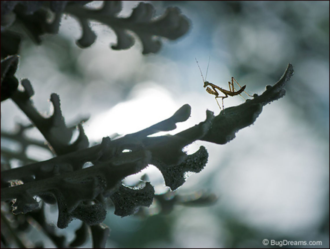 Her Gothic Pantomime | Tenodera aridifolia sinensis A mantis listens to the nervous wind,<br />
 her Gothic pantomime the best<br />
 one-act of the season.<br />
<br />
Original Post: <a href="http://www.bugdreams.com/archives/gothic/" rel="nofollow">http://www.bugdreams.com/archives/gothic/</a> Mantodea,Tenodera aridifolia sinensis,flowers,insects,nymph,praying mantis