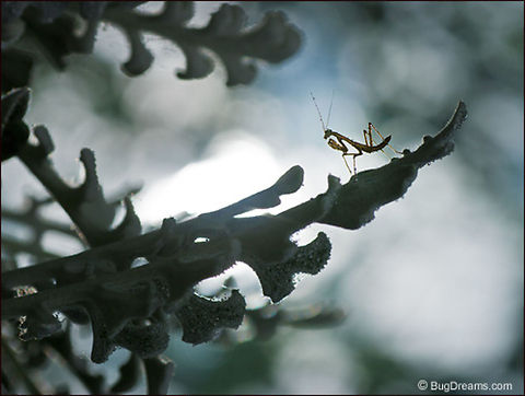 Her Gothic Pantomime | Tenodera aridifolia sinensis A mantis listens to the nervous wind,
 her Gothic pantomime the best
 one-act of the season.

Original Post: http://www.bugdreams.com/archives/gothic/ Mantodea,Tenodera aridifolia sinensis,flowers,insects,nymph,praying mantis