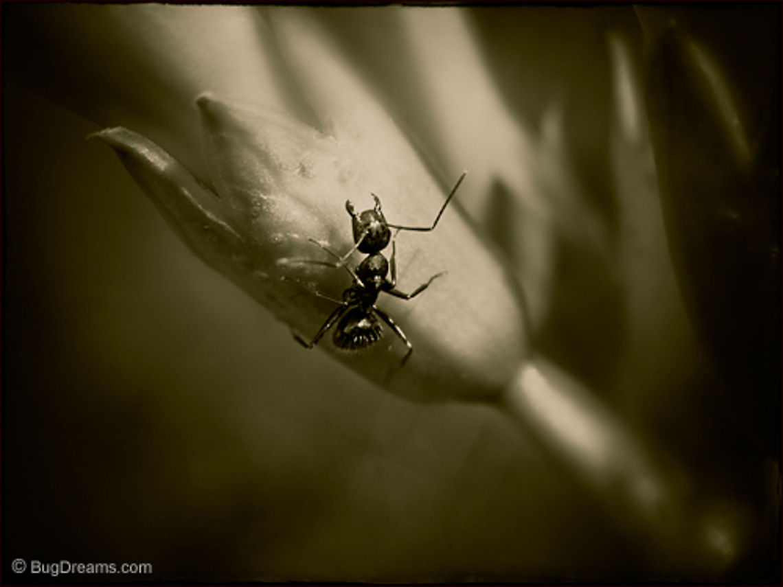 Lost Crown - Eastern black carpenter ant Climbing past a lost crown,<br />
 no one noticed the new queen waiting.<br />
<br />
Original Post: <a href="http://www.bugdreams.com/archives/lost-crown/" rel="nofollow">http://www.bugdreams.com/archives/lost-crown/</a> Black carpenter ant,Camponotus pennsylvanicus,Eastern black carpenter ant,Formicidae,Insects,macro