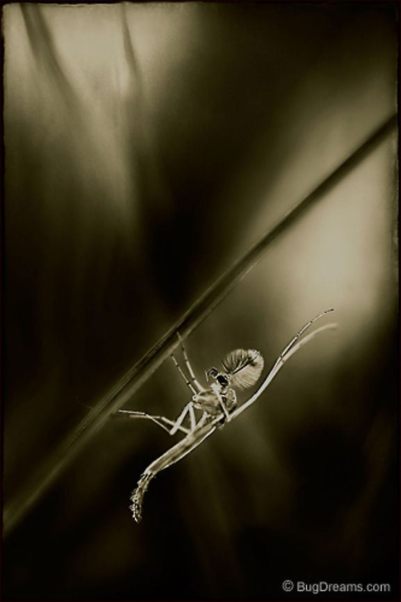 A Pinch of Mystery | Chironomid midge A wraith waits in the grass with only<br />
a pinch of mystery left to spare.<br />
<br />
Original Post: <a href="http://www.bugdreams.com/archives/mystery/" rel="nofollow">http://www.bugdreams.com/archives/mystery/</a> Chironomid midge,fly,insects,macro