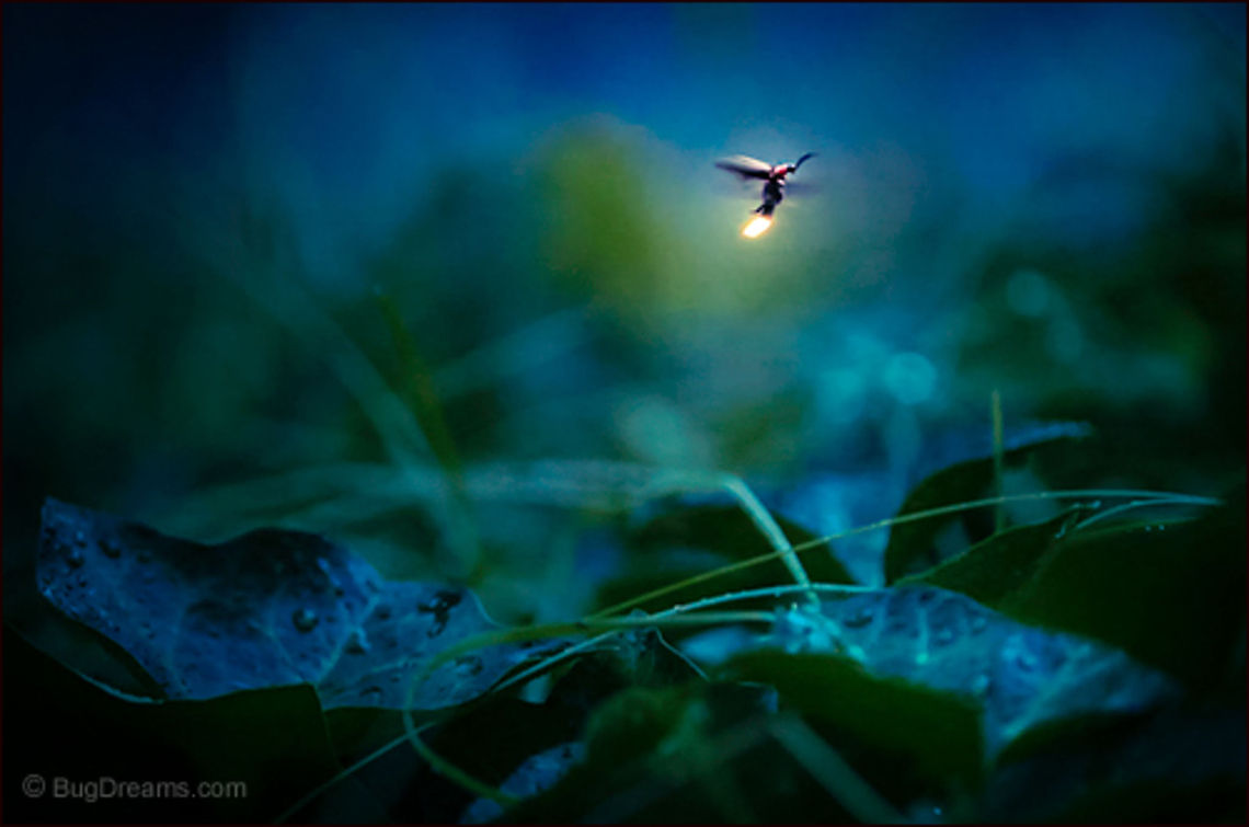 Mating Calls | Photinus pyralis Over at Scientific American, photographer Alex Wild's<br />
 discussing some of the techniques used<br />
 to photograph fireflies.<br />
<br />
I'm knee-deep in fireflies every evening now,<br />
 working on my firefly book, which will be published in 2016.<br />
<br />
I'm working with video as much as still imaging, <br />
here's a still from one of my videos.<br />
<br />
"A mating call heard in the secret compartment<br />
 between flashes, trembling wings<br />
 whisper the day's end." Common eastern firefly,Photinus pyralis,beetle,big dipper,biodiversity,bioluminescence,common eastern firefly,dusk,eastern firefly,energy,evening,field,firefly,garden,glow,glowworm,grass,insect,invertebrate,lawn