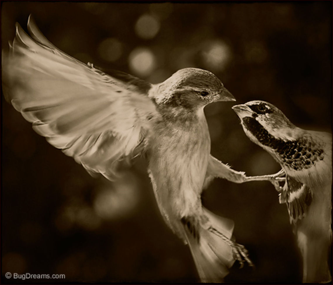 Some Elusive Past | Passer domesticus Songbird Theater: <br />
No longer waiting for him in some elusive past,<br />
 she cuts him loose from her dreams.<br />
<br />
Original Post: <a href="http://www.bugdreams.com/archives/elusive/" rel="nofollow">http://www.bugdreams.com/archives/elusive/</a><br />
 Sparrow,birds,flight,fly,motion,nature,passer domesticus,songbird