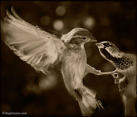 Some Elusive Past | Passer domesticus Songbird Theater: 
No longer waiting for him in some elusive past,
 she cuts him loose from her dreams.

Original Post: http://www.bugdreams.com/archives/elusive/
 Sparrow,birds,flight,fly,motion,nature,passer domesticus,songbird