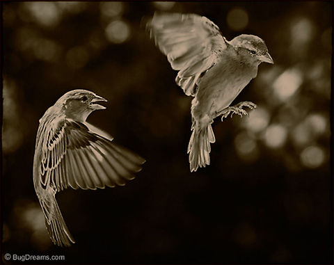 Cold as Ice | Passer domesticus Angry Songbird Theater 

"You&rsquo;re cold as ice.
Nothing but ice wrapped in feathers."

Original Post: http://www.bugdreams.com/archives/cold-as-ice/ birds,flight,fly,freedom,motion,nature,passer domesticus,songbird,sparrow,wild
