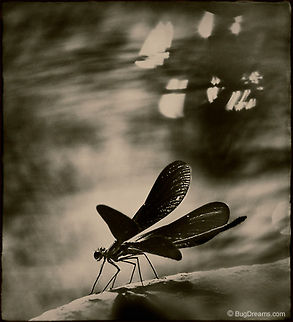 Refugee | Ebony Jewelwing Damselfly Stealing the spotlight,
 a sunlit damselfly is a refugee
 from a river-gang of street performers.

Original Post: http://www.bugdreams.com/archives/refugee/ 
 Calopterygidae,Calopteryx,Calopteryx maculata,Ebony Jewelwing,Insects,Odonata,biodiversity,damselfly,entomology,invertebrates