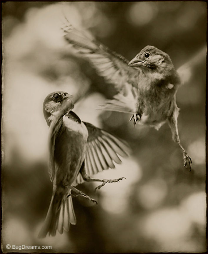 Fred & Ginger | Passer domesticus Katharine Hepburn said, &ldquo;He gives her class and she gives him sex.&rdquo;<br />
<br />
Shedding all inhibitions, <br />
avian dancers defy gravity.<br />
<br />
Original Post: <a href="http://www.bugdreams.com/archives/fred-ginger/" rel="nofollow">http://www.bugdreams.com/archives/fred-ginger/</a> birds,flight,fly,freedom,motion,nature,passer domesticus,songbird,sparrow,wild