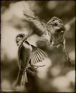 Fred & Ginger | Passer domesticus Katharine Hepburn said, &ldquo;He gives her class and she gives him sex.&rdquo;

Shedding all inhibitions, 
avian dancers defy gravity.

Original Post: http://www.bugdreams.com/archives/fred-ginger/ birds,flight,fly,freedom,motion,nature,passer domesticus,songbird,sparrow,wild