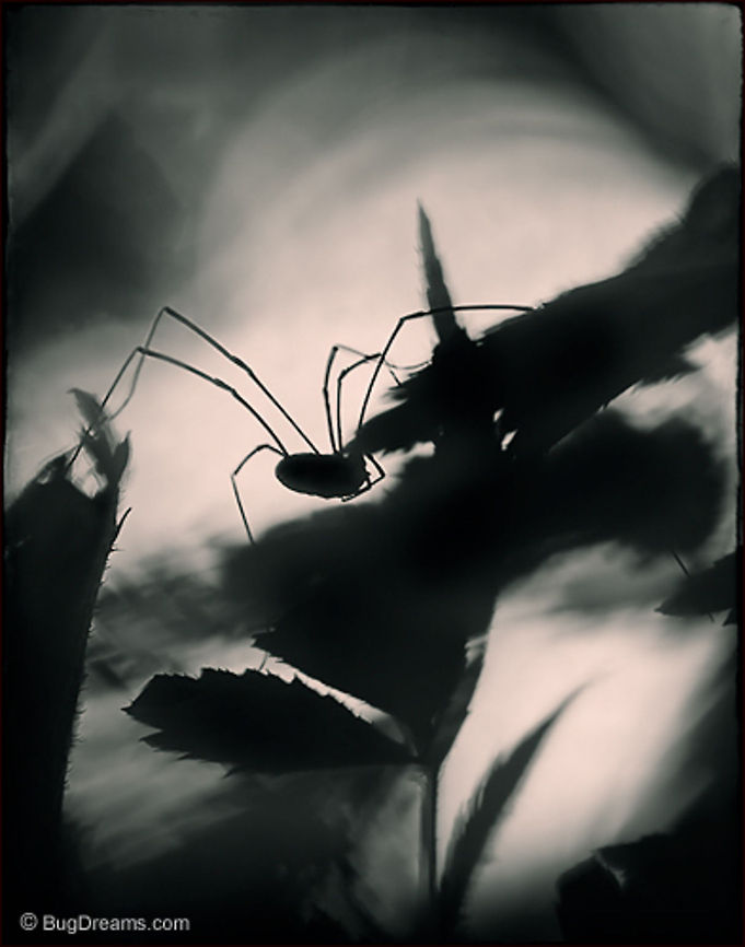 A Puzzle of Legs | Harvestman A harvestman ties up unfinished business,<br />
 a puzzle of legs moving quietly in little arcs.<br />
<br />
Original Post: <a href="http://www.bugdreams.com/archives/legs/" rel="nofollow">http://www.bugdreams.com/archives/legs/</a><br />
<br />
Arachnid | Opiliones | Harvestman Opiliones,arachnid,biodiversity,harvestman,invertebrates,nature,wildlife