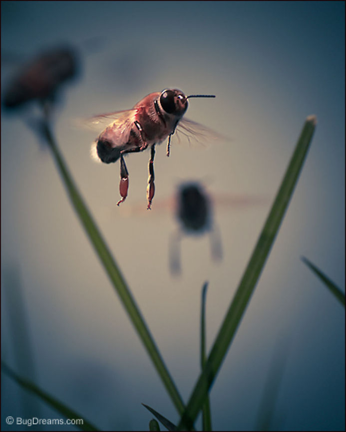 The Queen's Charade | Apis mellifera A stingerless drone hasn't forgotten how to seduce,<br />
his large compound eyes see through the queen's charade<br />
as he falls back to the ground.<br />
<br />
Original Post: <a href="http://www.bugdreams.com/archives/charade/" rel="nofollow">http://www.bugdreams.com/archives/charade/</a> Apis mellifera,Apis mellifera ligustica,European honey bee,Italian honey bee,apis,bees,drone,flight,flowers,fly
