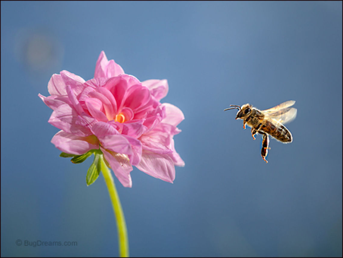 Golden Goddess | Apis mellifera Strangers in an overflowing garden,<br />
 toying with a golden goddess.<br />
<br />
Wild Light Post: <a href="http://www.bugdreams.com/archives/golden-goddess/" rel="nofollow">http://www.bugdreams.com/archives/golden-goddess/</a> Apis mellifera,Apis mellifera ligustica,European honey bee,Italian honey bee,Western honey bee,apis,bee,beekeeping,flight,flower,garden,honey,honey bee,honeybee,insect,invertebrate,pollen,pollinate,sun,wings