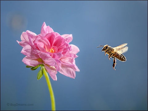Golden Goddess | Apis mellifera Strangers in an overflowing garden,
 toying with a golden goddess.

Wild Light Post: http://www.bugdreams.com/archives/golden-goddess/ Apis mellifera,Apis mellifera ligustica,European honey bee,Italian honey bee,Western honey bee,apis,bee,beekeeping,flight,flower,garden,honey,honey bee,honeybee,insect,invertebrate,pollen,pollinate,sun,wings