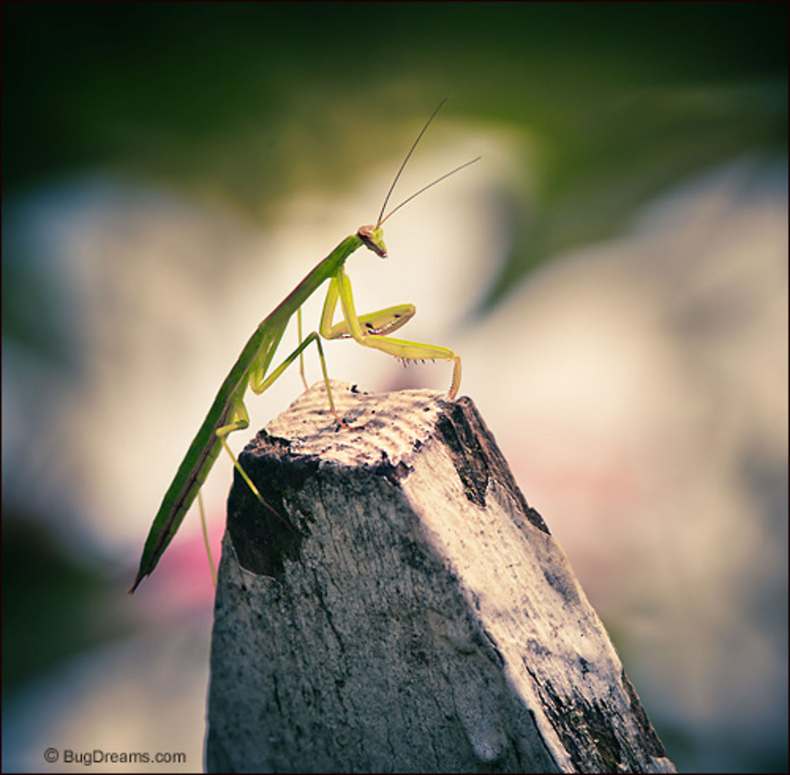 Fence Sitter | Tenodera aridifolia sinensis A fence sitter turns on the charm,<br />
 her polite patina bewitching an audience<br />
 unaware of her presence.<br />
<br />
Original Post: <a href="http://www.bugdreams.com/archives/fence-sitter/" rel="nofollow">http://www.bugdreams.com/archives/fence-sitter/</a><br />
<br />
Praying Mantis | Tenodera aridifolia sinensis  Dictyoptera,Garden,Insects,Mantidae,Mantis,Tenodera aridifolia sinensis,entomology,invertebrates,mantid,nature