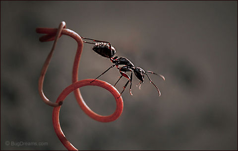 Whipping Club | Camponotus pennsylvanicus Overwhelmed by her demons, an ant is the newest
 initiate to the whipping club.

Wild Light Post: http://www.bugdreams.com/archives/whipping-club/
 Black carpenter ant,Camponotus pennsylvanicus,Eastern black carpenter ant,Formicidae,Insects,ant,biodiversity,carpenter ant,insect,invertebrate,nature,wild,wildlife
