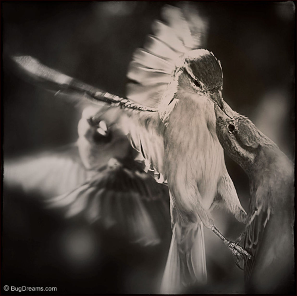 A Bubble of Passion | Sparrows Lost in a bubble of passion,<br />
 oblivious to a winged voyeur,<br />
 the sky burns with their blazing melodrama.<br />
<br />
Original Post: <a href="http://www.bugdreams.com/archives/passion/" rel="nofollow">http://www.bugdreams.com/archives/passion/</a><br />
<br />
Sparrow | Passer domesticus birds,flight,fly,freedom,motion,nature,passer domesticus,songbird,sparrow,wild