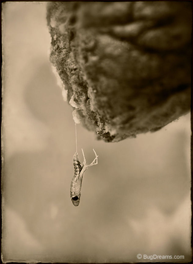 Little Devil  | Tenodera aridifolia sinensis Naked and squirming,<br />
 a mantis escapes her ootheca,<br />
 a little devil unfolding into the new decade.<br />
<br />
Original Post: <a href="http://www.bugdreams.com/archives/little-devil/" rel="nofollow">http://www.bugdreams.com/archives/little-devil/</a> Dictyoptera,Garden,Insects,Mantidae,Tenodera aridifolia sinensis,birth,egg case,entomology,invertebrates,mantid
