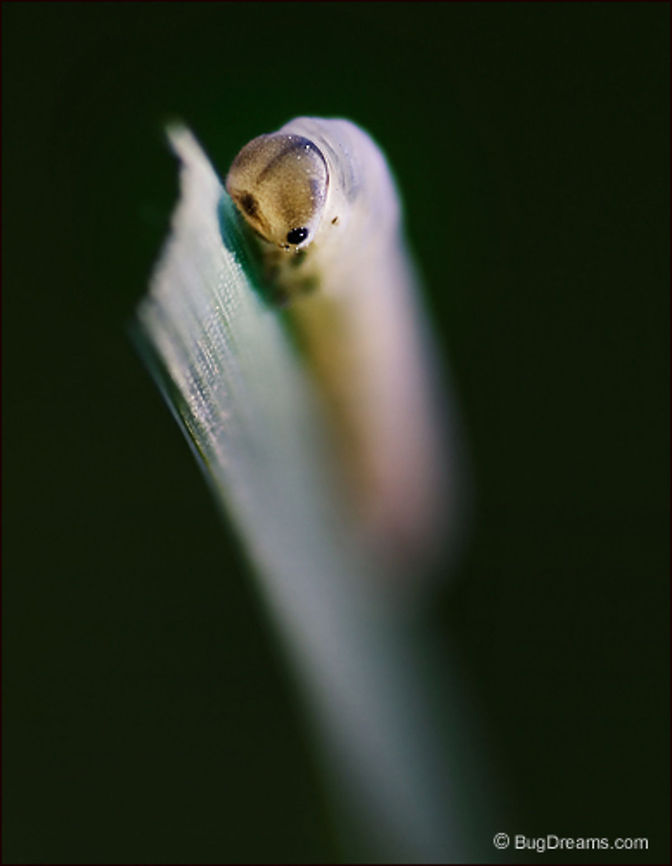 Trail of Broken Blades | Sawfly larva Lunch at the top of the world,<br />
 a primitive hymenopteron leaves a trail<br />
 of broken blades.<br />
<br />
Original Post: <a href="http://www.bugdreams.com/archives/broken-blades/" rel="nofollow">http://www.bugdreams.com/archives/broken-blades/</a> Flight,Fly,Garden,Grass,Insects,biodiversity,invertebrates,nature,plants,sawfly