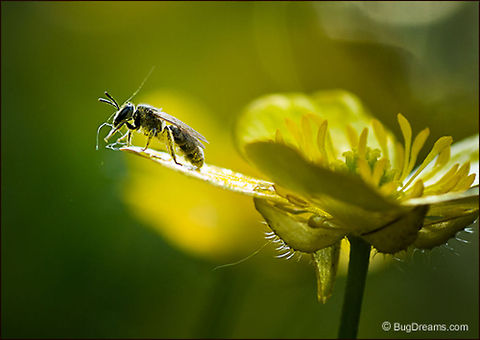 Weaving a Dream | Solitary bee A solitary bee transcribes a tangled circuitry of silk,
 weaving a dream of pollen.

Original Post: http://www.bugdreams.com/archives/weaving/ Bees,Insects