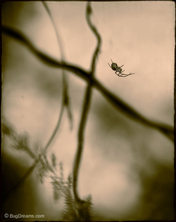 An Optimistic Web | Orchard Orbweaver Spider Spinning an optimistic web,<br />
controlling silk tendrils while listening<br />
for trespassing neighbors. <br />
<br />
Original Post: <a href="http://www.bugdreams.com/archives/optimistic-web/" rel="nofollow">http://www.bugdreams.com/archives/optimistic-web/</a> Insects,Orchard Orbweaver,Spider,arachnid,biodiversity,invertebrates,nature,orbweaver spider,silk,web