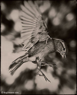 A Little Too Reckless | Passer domesticus Just a little too reckless,
 a songbird can't seem to escape her past.

Original Post: http://www.bugdreams.com/archives/reckless/ birds,flight,passer domesticus,songbird,sparrow,wings