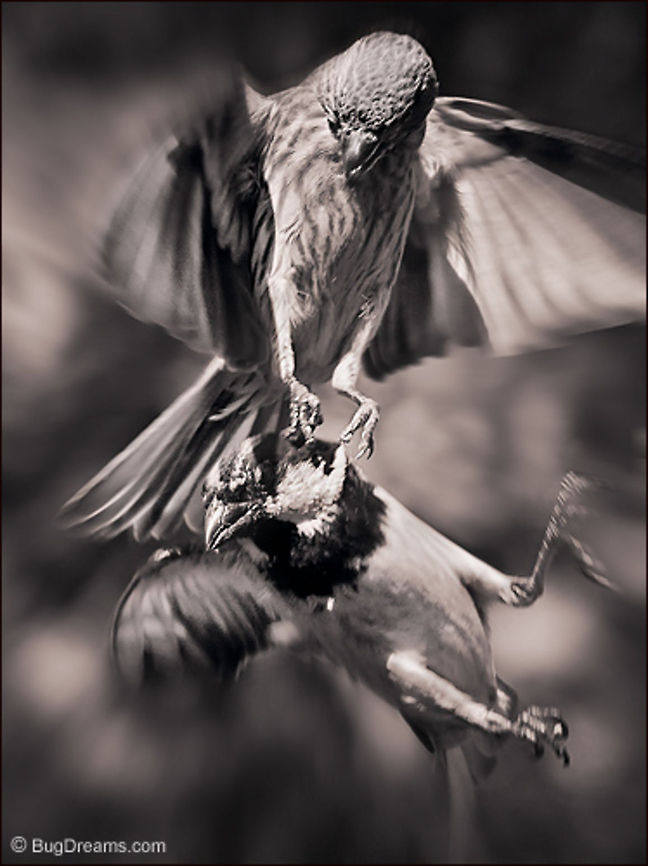 Broken Halo | Sparrow & House Finch One stolen seed too many,<br />
her talons prove sharp enough<br />
to break his halo.<br />
<br />
Original Post: <a href="http://www.bugdreams.com/archives/broken-halo/" rel="nofollow">http://www.bugdreams.com/archives/broken-halo/</a><br />
Carpodacus mexicanus,Fringillidae,finch,flight,passer domesticus,songbird,sparrow