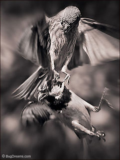Broken Halo | Sparrow & House Finch One stolen seed too many,
 her talons prove sharp enough
 to break his halo.

Original Post: http://www.bugdreams.com/archives/broken-halo/
 Carpodacus mexicanus,Fringillidae,finch,flight,passer domesticus,songbird,sparrow