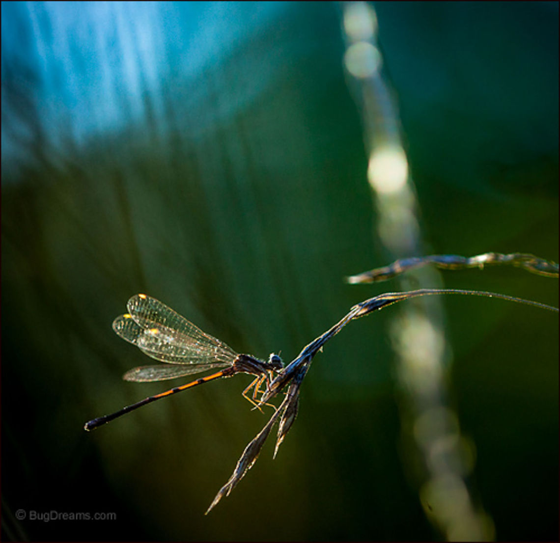 Gone in a Moment | Damselfly He came from nowhere, wings a dazzling<br />
masterpiece of design, here and gone<br />
in a moment.<br />
<br />
Wild Light Post: <a href="http://www.bugdreams.com/archives/moment/" rel="nofollow">http://www.bugdreams.com/archives/moment/</a><br />
Odonata,biodiversity,damselfly,entomology,insect,invertebrate,nature,wings