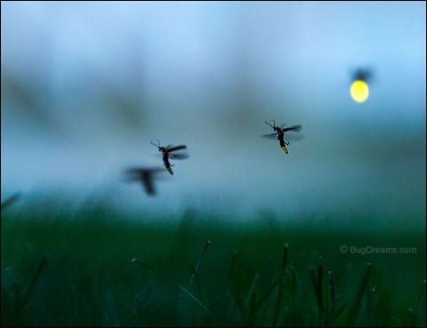Fiery Tails | Photinus pyralis Trailing the last moments of daylight
 in the twilight streets, fiery tails
 excite the air.

Firefly season is ending soon here, only a few more chances
 for images in my firefly book.

Wild Light Post: http://www.bugdreams.com/archives/fiery-tails/ Common eastern firefly,Photinus,Photinus pyralis,beetle,biodiversity,bioluminescence,dusk,energy,evening,field,firefly,glow,glowworm,grass,insect,invertebrate,lawn,light,lightning bug,luciferin