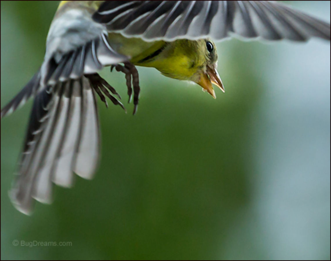 Flight School | Carduelis tristis Rushing to meet another day, a wide-eyed<br />
goldfinch bluffs his way through flight school.<br />
<br />
Wild Light Post: <a href="http://www.bugdreams.com/archives/flight-school/" rel="nofollow">http://www.bugdreams.com/archives/flight-school/</a> American Goldfinch,American goldfinch,Carduelis tristis,Fringillidae,Spinus tristis,bird,finch,flight,nature,songbird,wild,wildlife,wings