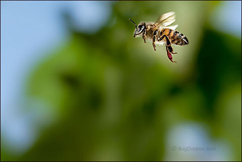 Take on the World | Apis mellifera Ready to take on the world, a honey bee
 maps the position of every leaf and bloom.

Wild Light Post: http://www.bugdreams.com/archives/world/ Apis mellifera,Apis mellifera ligustica,European honey bee,Italian honey bee,Western honey bee,bee,beekeeping,entomology,flight,flower,garden,hive,honey,honey bee,honeybee,insect,invertebrate,pollen,pollinate,sun