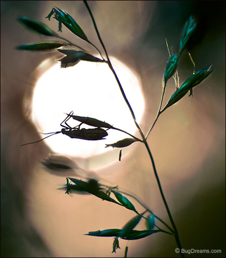 Emerald Forest | Plant bug A plant bug on the lam from the sun<br />
 combs through an emerald forest.<br />
<br />
Original Post: <a href="http://www.bugdreams.com/archives/emerald-forest/" rel="nofollow">http://www.bugdreams.com/archives/emerald-forest/</a> Insects,invertebrates,plant bug,true bug