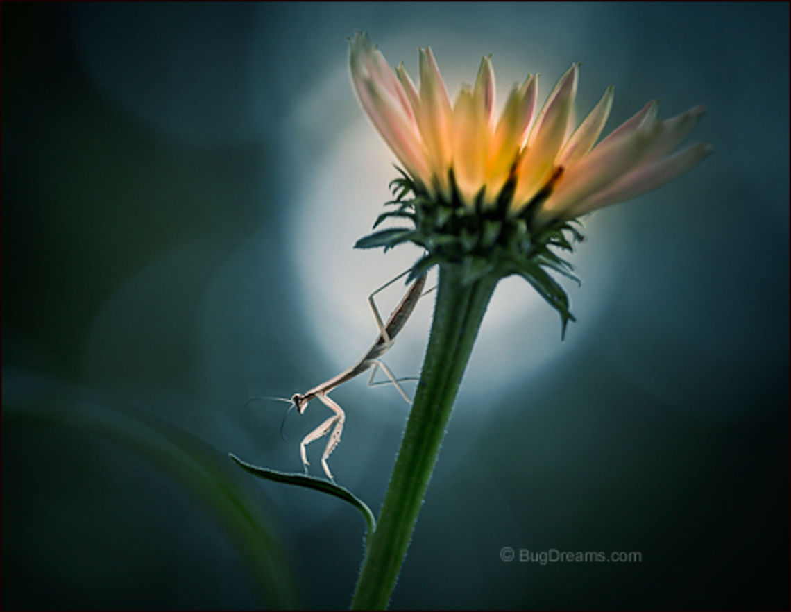 Night Sun | Tenodera aridifolia sinensis The night sun shines on a feral hunter, her moves<br />
 the perfect pitch of articulated ease.<br />
<br />
Wild Light Post: <a href="http://www.bugdreams.com/archives/night-sun/" rel="nofollow">http://www.bugdreams.com/archives/night-sun/</a><br />
 Chinese Mantis,Coneflower,Dictyoptera,Mantidae,Tenodera aridifolia sinensis,Tenodera sinensis,entomology,flower,garden,insect,invertebrate,mantid,mantis,nymph,praying mantis