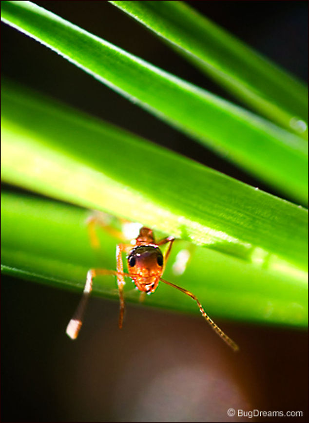 On the Run from Her Shadow | Pavement ant Hiding between blades,<br />
 glowing with the heat of a restless star,<br />
 on the run from her shadow.<br />
<br />
Post: <a href="http://www.bugdreams.com/archives/on-the-run/" rel="nofollow">http://www.bugdreams.com/archives/on-the-run/</a><br />
<br />
Tetramorium caespitum Formicidae,Pavement ant,Tetramorium caespitum,ants,grass,insects,sunlight