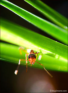 On the Run from Her Shadow | Pavement ant Hiding between blades,
 glowing with the heat of a restless star,
 on the run from her shadow.

Post: http://www.bugdreams.com/archives/on-the-run/

Tetramorium caespitum Formicidae,Pavement ant,Tetramorium caespitum,ants,grass,insects,sunlight