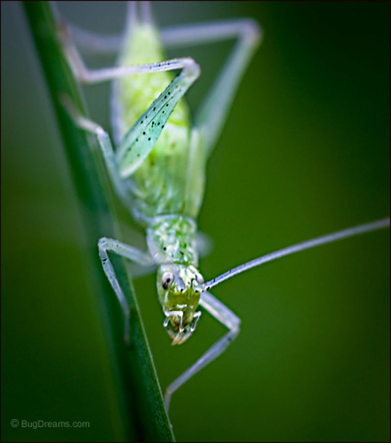Filing Away Her Dreams | Microcentrum rhombifolium A katydid searches for the garden&#039;s last joule of energy,<br />
filing away her dreams in a hidden knothole.<br />
<br />
Wild Light Post: <a href="http://www.bugdreams.com/archives/filing-dreams/" rel="nofollow">http://www.bugdreams.com/archives/filing-dreams/</a> Greater Angle-wing Katydid,Greater Anglewing Katydid,Microcentrum rhombifolium,Tettigoniidae,biodiversity,bush-cricket,insect,invertebrate,katydid,long-horned grasshopper,nature,wildlife
